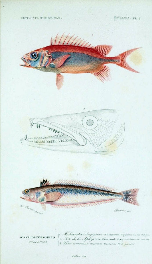 Dictionnaire universel d'histoire naturelle :.Paris:Chez les editeurs MM. Renard, Martinet et cie, rue et Hotel Mignon, 2 ; et chez Langlois et Leclercq, rue de la Harpe | Vintage Reproduction 470262