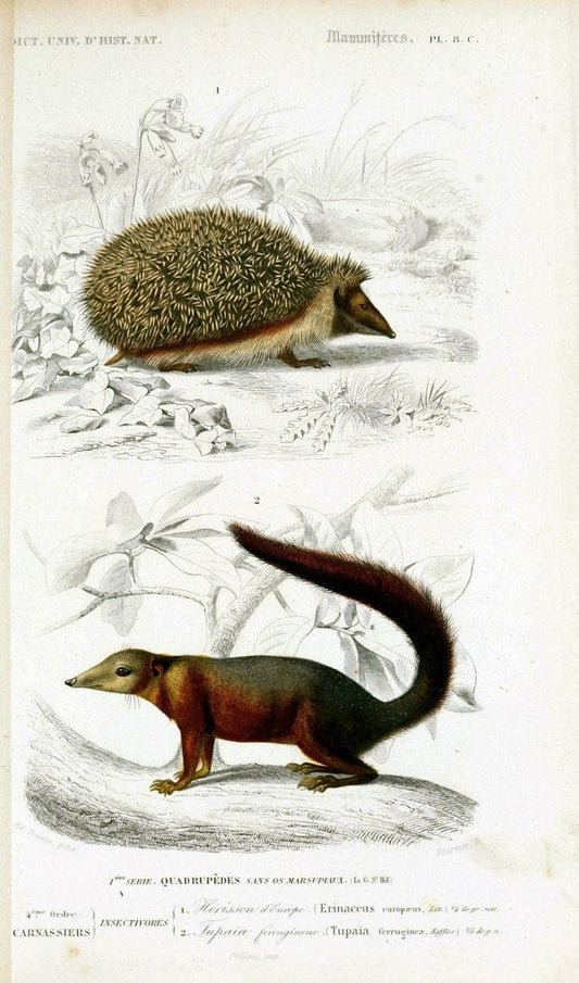 Dictionnaire universel d'histoire naturelle :.Paris:Chez les editeurs MM. Renard, Martinet et cie, rue et Hotel Mignon, 2 ; et chez Langlois et Leclercq, rue de la Harpe | Vintage Reproduction 470263