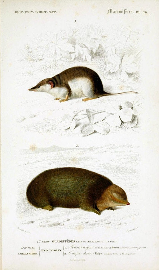 Dictionnaire universel d'histoire naturelle :.Paris:Chez les editeurs MM. Renard, Martinet et cie, rue et Hotel Mignon, 2 ; et chez Langlois et Leclercq, rue de la Harpe | Vintage Reproduction 470264