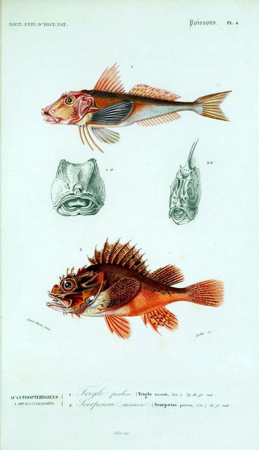 Dictionnaire universel d'histoire naturelle :.Paris:Chez les editeurs MM. Renard, Martinet et cie, rue et Hotel Mignon, 2 ; et chez Langlois et Leclercq, rue de la Harpe | Vintage Reproduction 470265