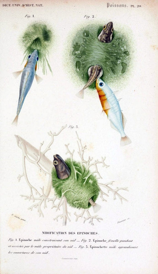 Dictionnaire universel d'histoire naturelle :.Paris:Chez les editeurs MM. Renard, Martinet et cie, rue et Hotel Mignon, 2 ; et chez Langlois et Leclercq, rue de la Harpe | Vintage Reproduction 470266