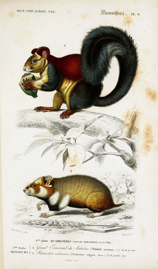 Dictionnaire universel d'histoire naturelle :.Paris:Chez les editeurs MM. Renard, Martinet et cie, rue et Hotel Mignon, 2 ; et chez Langlois et Leclercq, rue de la Harpe | Vintage Reproduction 470267