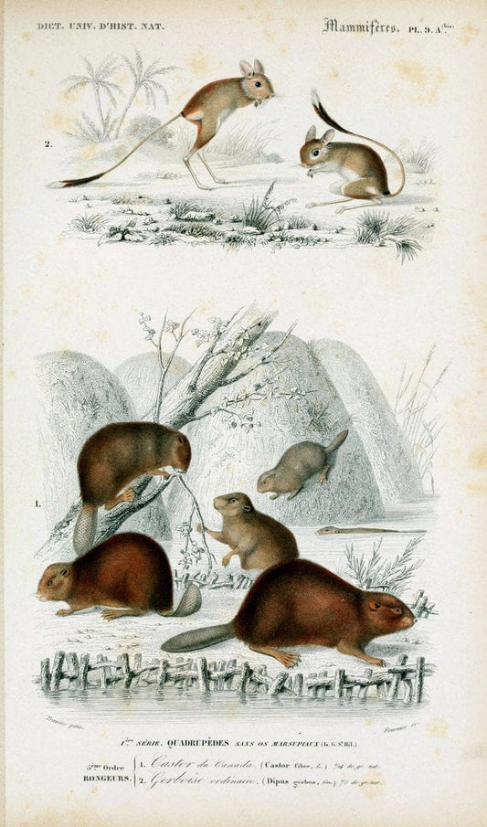 Dictionnaire universel d'histoire naturelle :.Paris:Chez les editeurs MM. Renard, Martinet et cie, rue et Hotel Mignon, 2 ; et chez Langlois et Leclercq, rue de la Harpe | Vintage Reproduction 470268