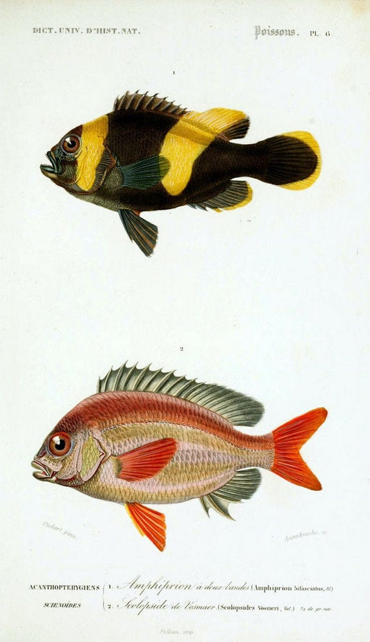 Dictionnaire universel d'histoire naturelle :.Paris:Chez les editeurs MM. Renard, Martinet et cie, rue et Hotel Mignon, 2 ; et chez Langlois et Leclercq, rue de la Harpe | Vintage Reproduction 470269