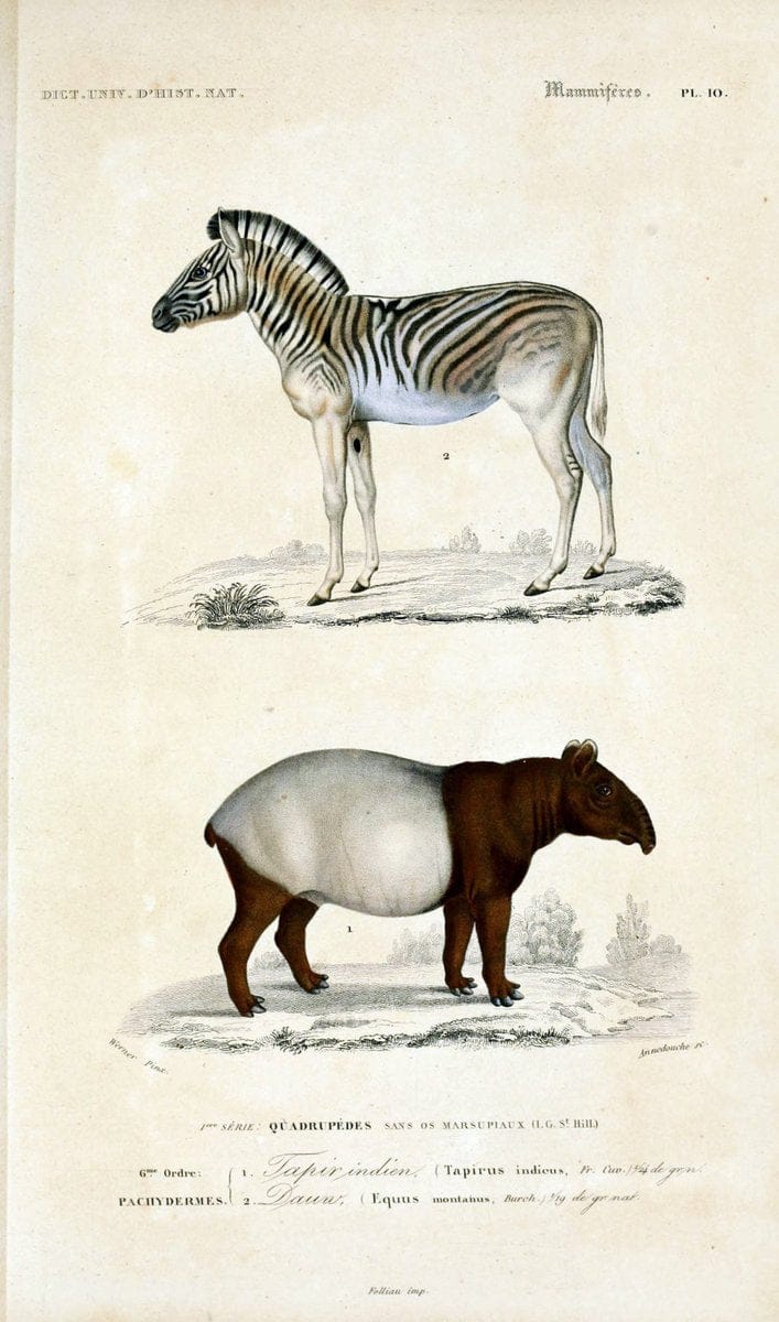 Dictionnaire universel d'histoire naturelle :.Paris:Chez les editeurs MM. Renard, Martinet et cie, rue et Hotel Mignon, 2 ; et chez Langlois et Leclercq, rue de la Harpe | Vintage Reproduction 470270