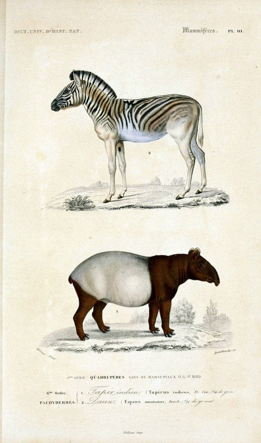 Dictionnaire universel d'histoire naturelle :.Paris:Chez les editeurs MM. Renard, Martinet et cie, rue et Hotel Mignon, 2 ; et chez Langlois et Leclercq, rue de la Harpe | Vintage Reproduction 470270