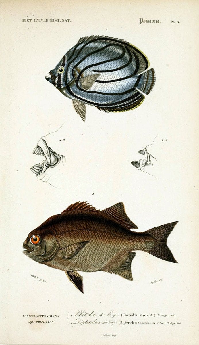 Dictionnaire universel d'histoire naturelle :.Paris:Chez les editeurs MM. Renard, Martinet et cie, rue et Hotel Mignon, 2 ; et chez Langlois et Leclercq, rue de la Harpe | Vintage Reproduction 470271