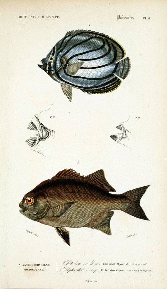 Dictionnaire universel d'histoire naturelle :.Paris:Chez les editeurs MM. Renard, Martinet et cie, rue et Hotel Mignon, 2 ; et chez Langlois et Leclercq, rue de la Harpe | Vintage Reproduction 470271