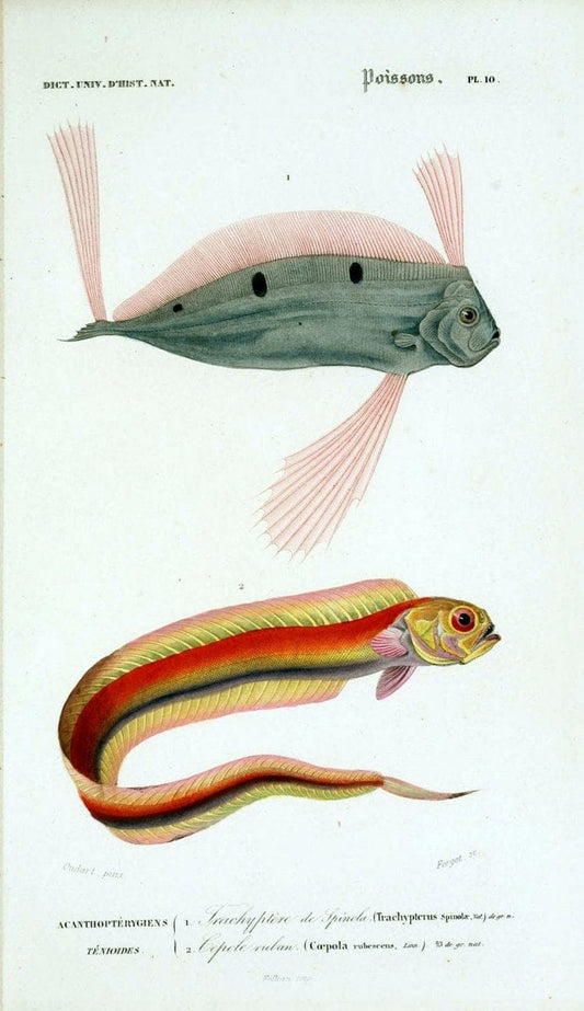 Dictionnaire universel d'histoire naturelle :.Paris:Chez les editeurs MM. Renard, Martinet et cie, rue et Hotel Mignon, 2 ; et chez Langlois et Leclercq, rue de la Harpe | Vintage Reproduction 470272