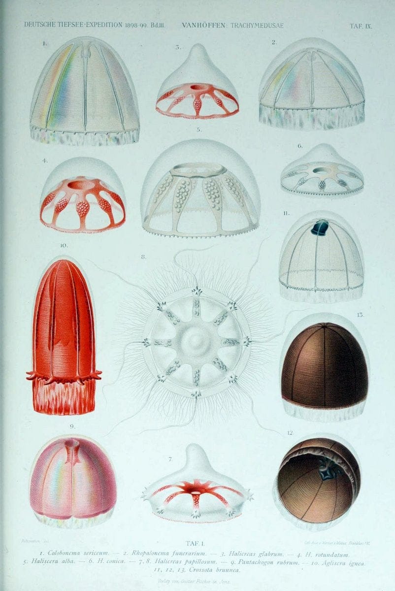 Die acraspeden Medusen der deutschen Tiefsee-Expedition 1898-1899. Jena,G. Fischer,1902. | Jellyfishes  | Vintage Print Reproduction 470274