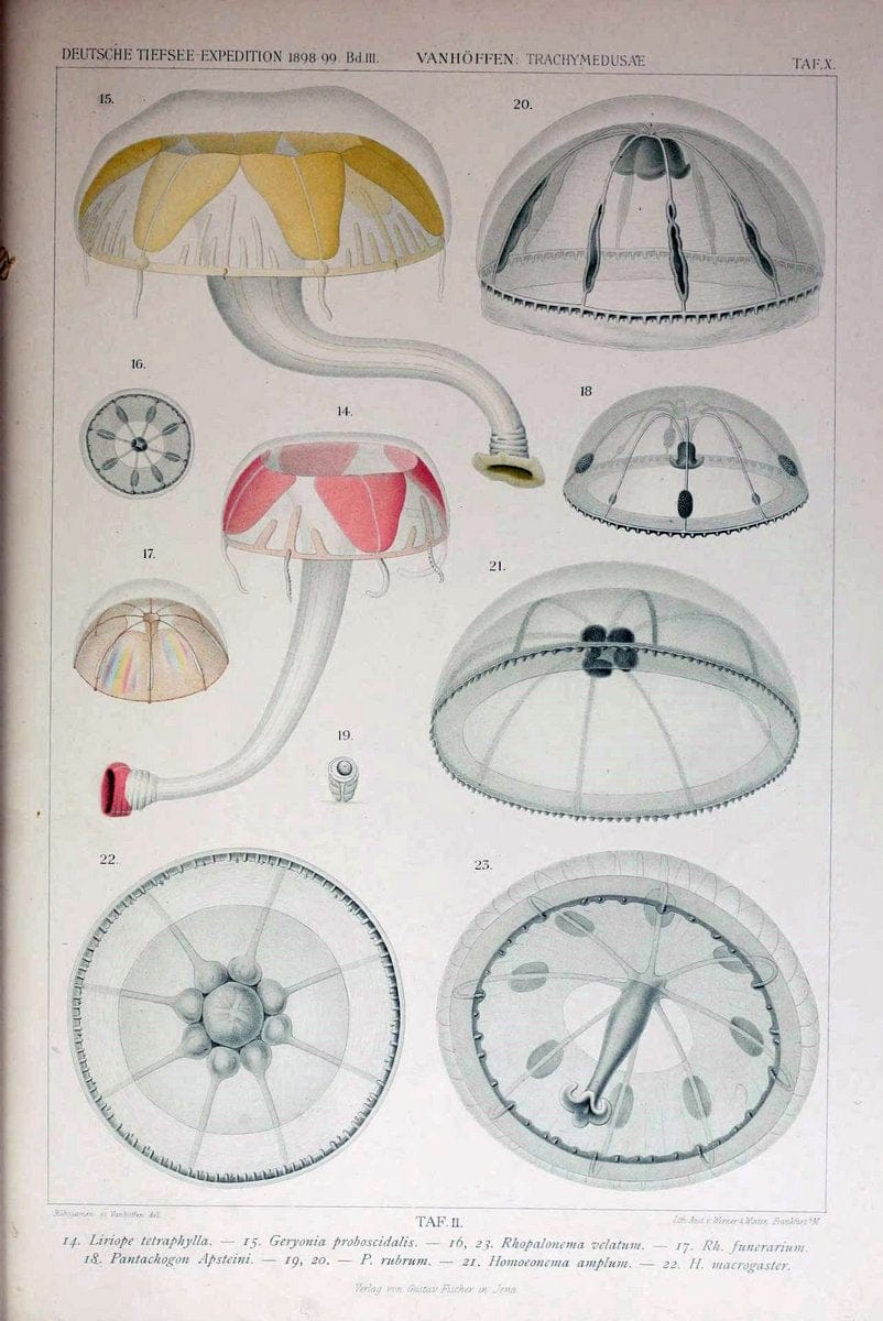 Die acraspeden Medusen der deutschen Tiefsee-Expedition 1898-1899. Jena,G. Fischer,1902. | Jellyfishes  | Vintage Print Reproduction 470275