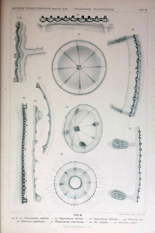 Die acraspeden Medusen der deutschen Tiefsee-Expedition 1898-1899. Jena,G. Fischer,1902. | Jellyfishes  | Vintage Print Reproduction 470276