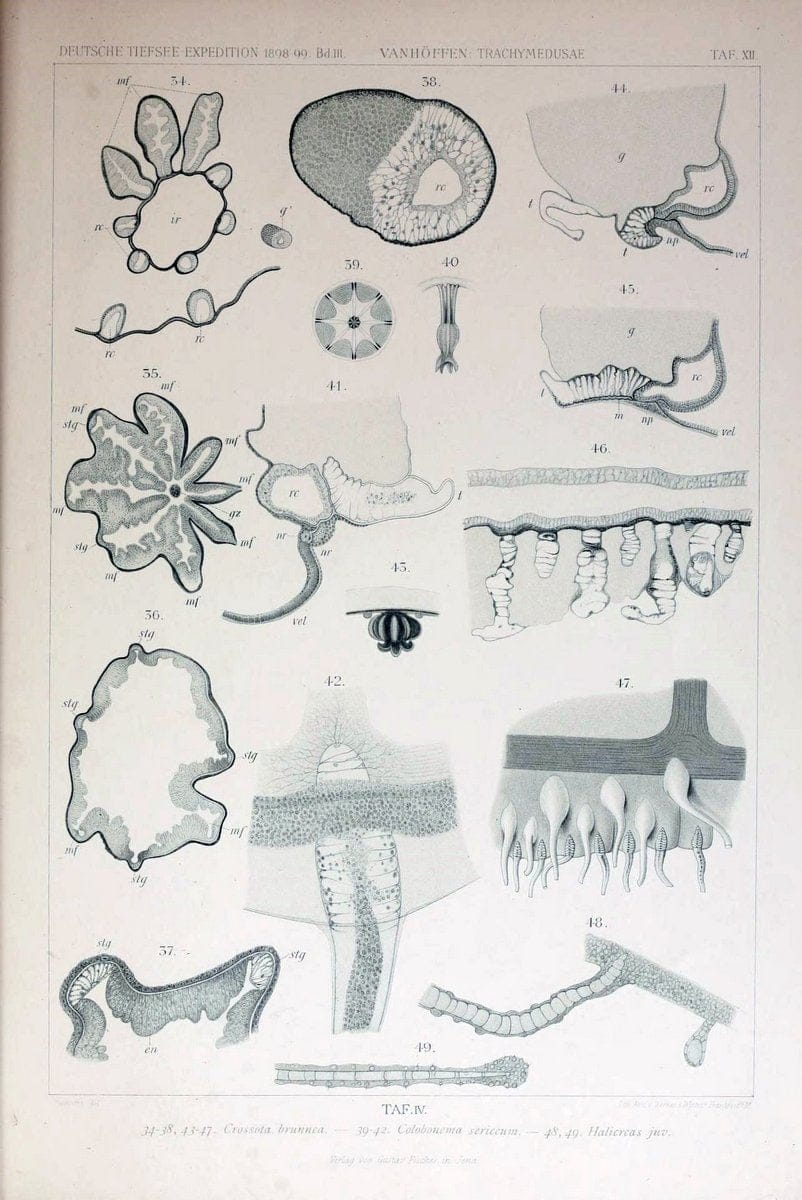 Die acraspeden Medusen der deutschen Tiefsee-Expedition 1898-1899. Jena,G. Fischer,1902. | Jellyfishes  | Vintage Print Reproduction 470277