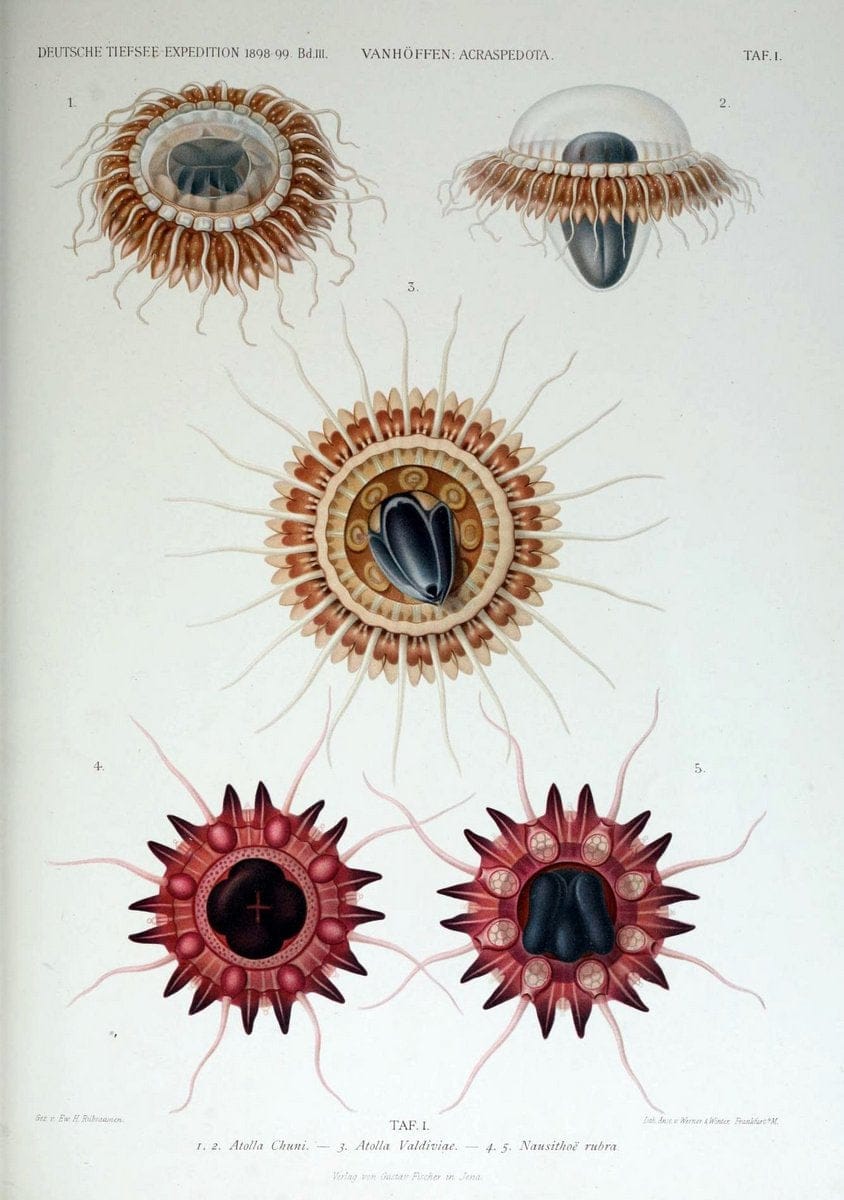 Die acraspeden Medusen der deutschen Tiefsee-Expedition 1898-1899. Jena,G. Fischer,1902. | Jellyfishes  | Vintage Print Reproduction 470278