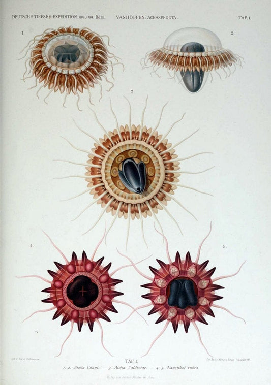 Die acraspeden Medusen der deutschen Tiefsee-Expedition 1898-1899. Jena,G. Fischer,1902. | Jellyfishes  | Vintage Print Reproduction 470278