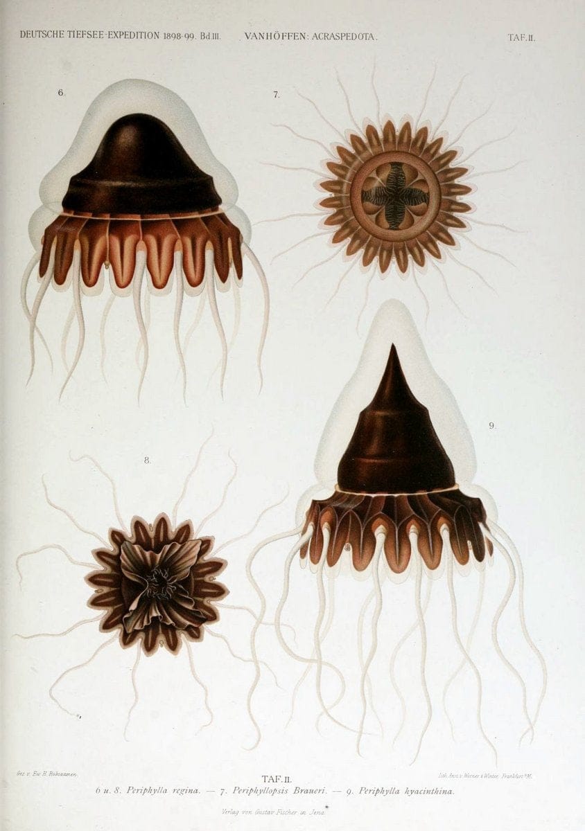 Die acraspeden Medusen der deutschen Tiefsee-Expedition 1898-1899. Jena,G. Fischer,1902. | Jellyfishes  | Vintage Print Reproduction 470279