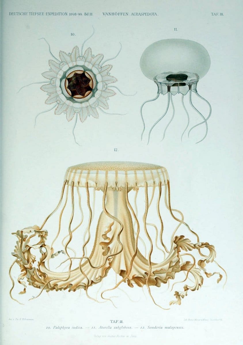 Die acraspeden Medusen der deutschen Tiefsee-Expedition 1898-1899. Jena,G. Fischer,1902. | Jellyfishes  | Vintage Print Reproduction 470280