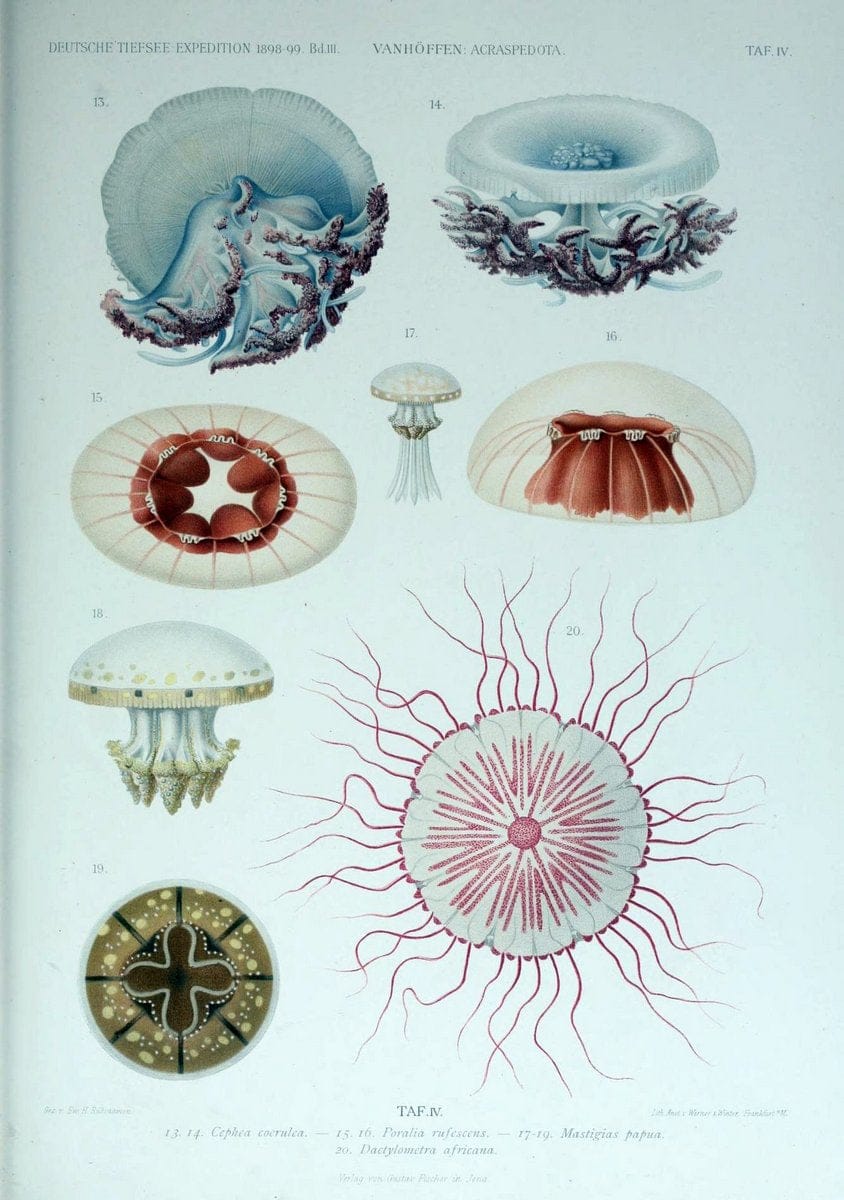 Die acraspeden Medusen der deutschen Tiefsee-Expedition 1898-1899. Jena,G. Fischer,1902. | Jellyfishes  | Vintage Print Reproduction 470281