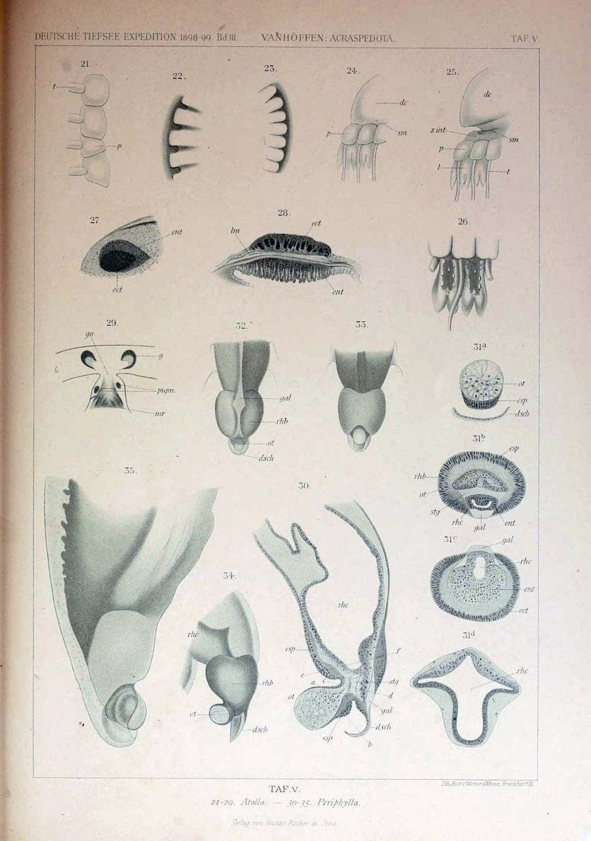 Die acraspeden Medusen der deutschen Tiefsee-Expedition 1898-1899. Jena,G. Fischer,1902. | Jellyfishes  | Vintage Print Reproduction 470282