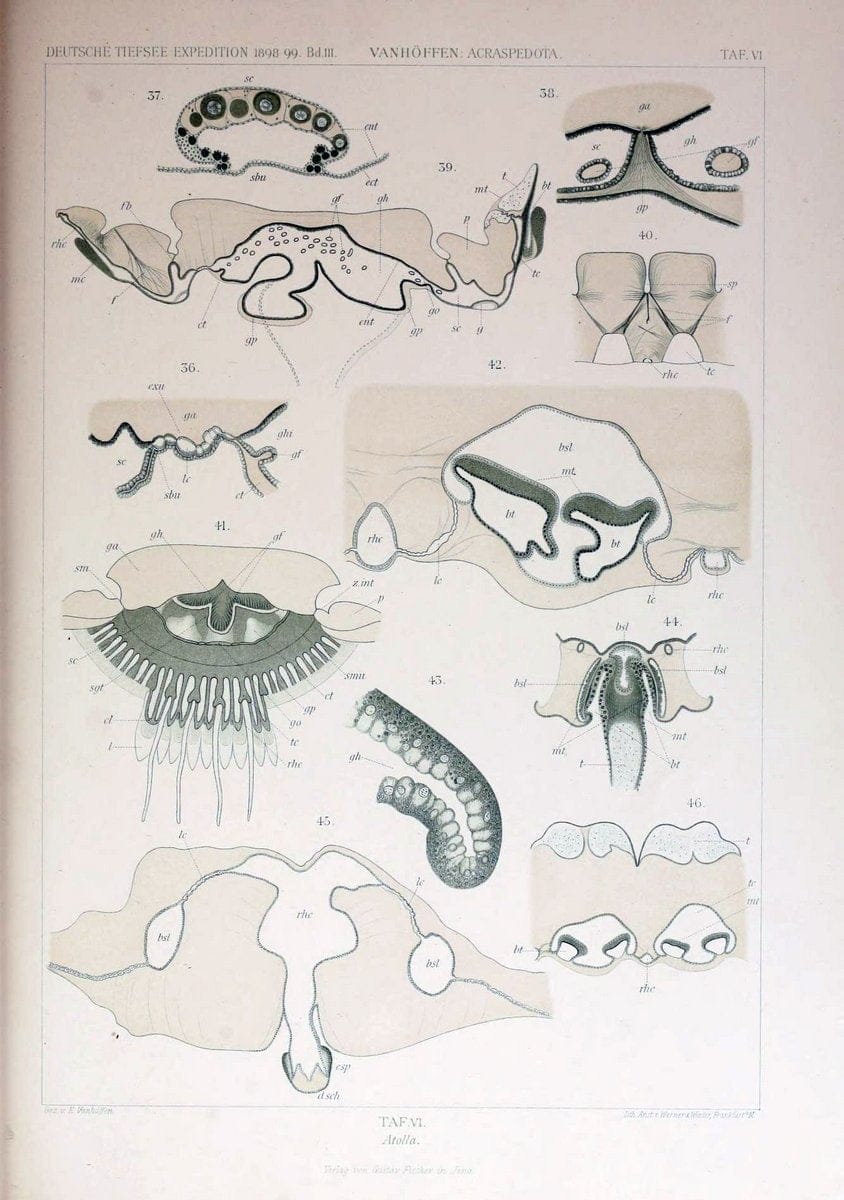 Die acraspeden Medusen der deutschen Tiefsee-Expedition 1898-1899. Jena,G. Fischer,1902. | Jellyfishes  | Vintage Print Reproduction 470283