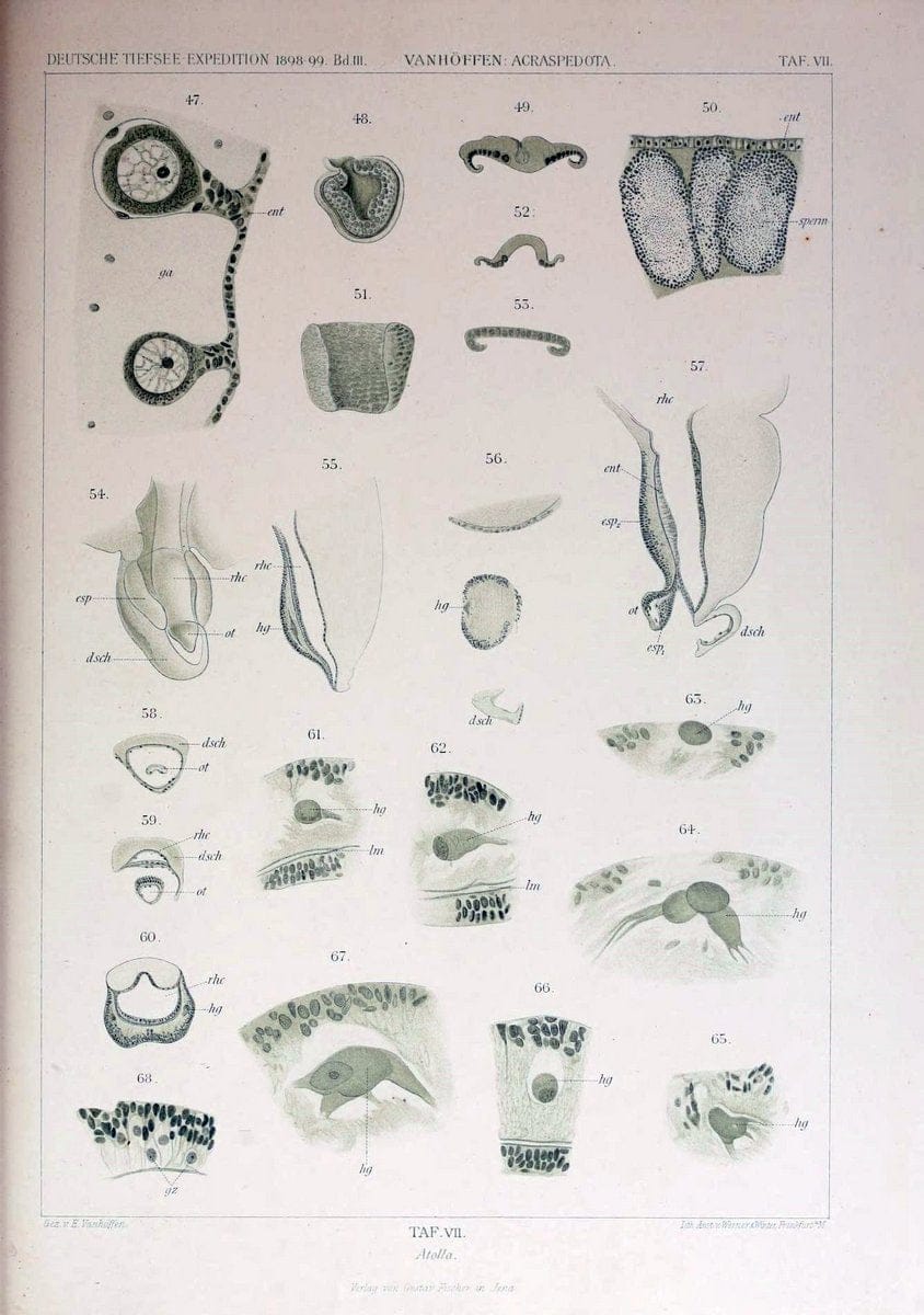 Die acraspeden Medusen der deutschen Tiefsee-Expedition 1898-1899. Jena,G. Fischer,1902. | Jellyfishes  | Vintage Print Reproduction 470284