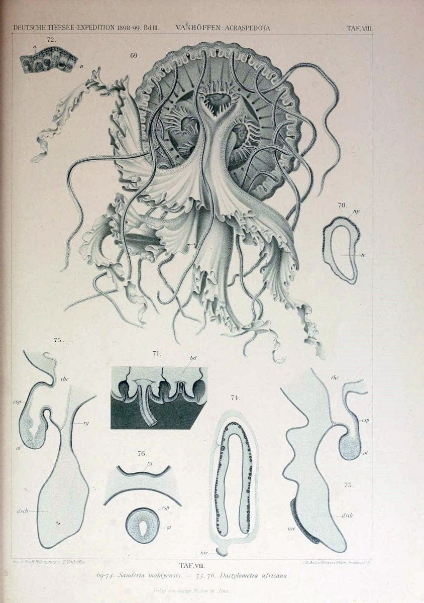 Die acraspeden Medusen der deutschen Tiefsee-Expedition 1898-1899. Jena,G. Fischer,1902. | Jellyfishes  | Vintage Print Reproduction 470285