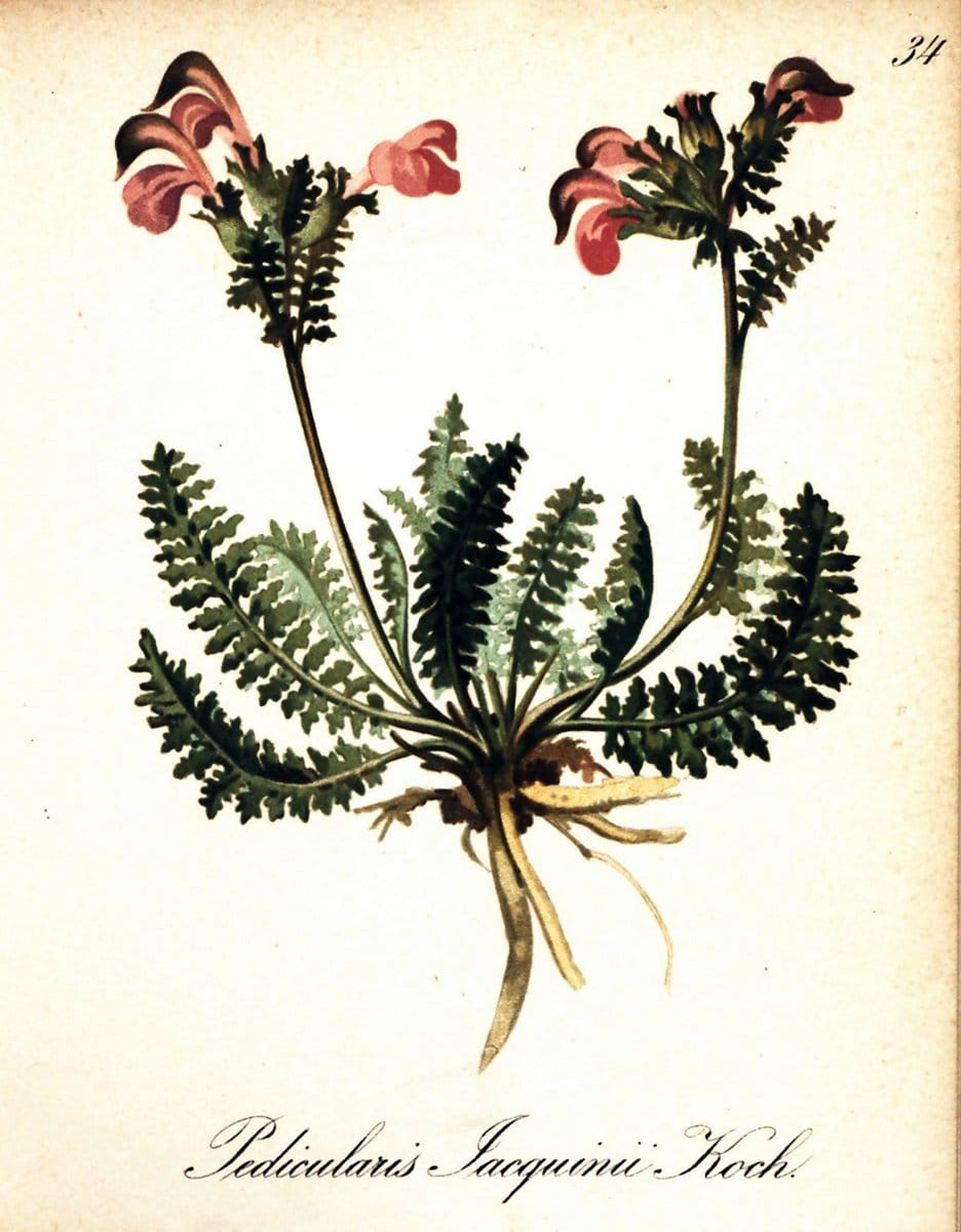 Die Alpenpflanzen nach der Natur gemalt /.Prag :F. Tempsky,1879-1884. | Alps Botany "Mountain plants" "Pictorial works" "United States Geological Survey" | Vintage Print Reproduction 470286