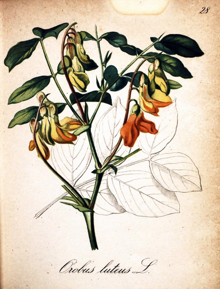 Die Alpenpflanzen nach der Natur gemalt /.Prag :F. Tempsky,1879-1884.  | Alps Botany "Mountain plants" "Pictorial works" "United States Geological Survey" | Vintage Print Reproduction 470287