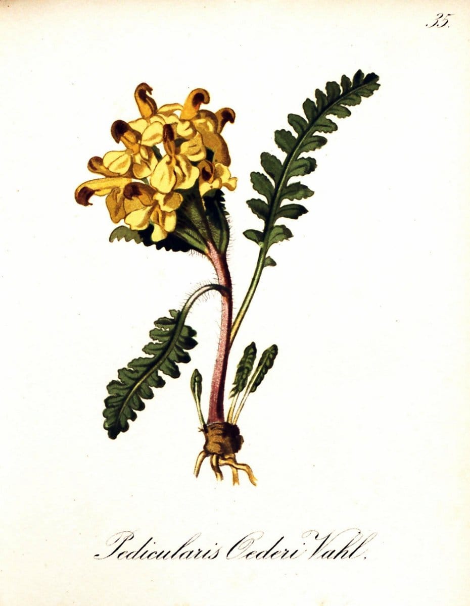 Die Alpenpflanzen nach der Natur gemalt /.Prag :F. Tempsky,1879-1884. | Alps Botany "Mountain plants" "Pictorial works" "United States Geological Survey" | Vintage Print Reproduction 470288