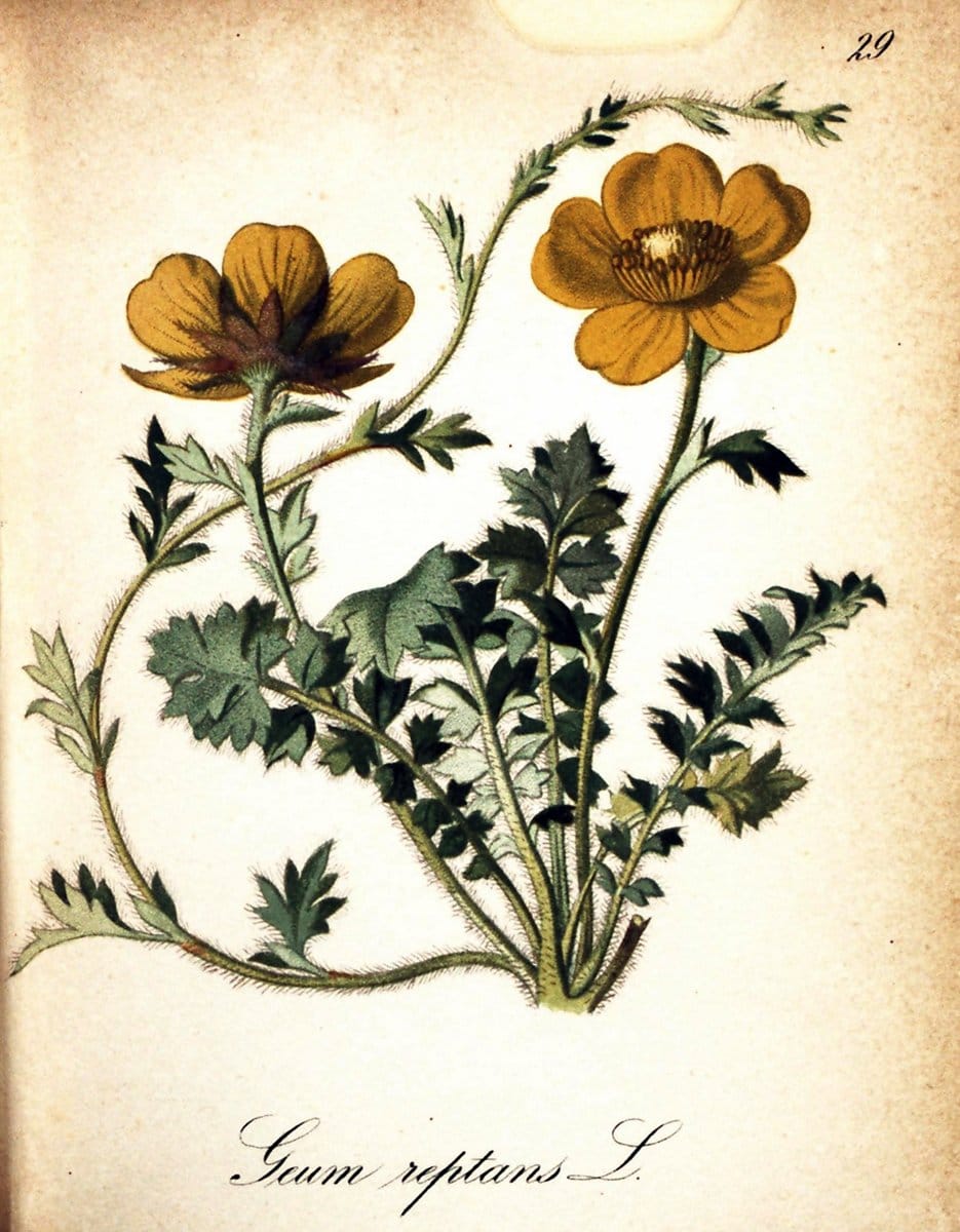 Die Alpenpflanzen nach der Natur gemalt /.Prag :F. Tempsky,1879-1884.  | Alps Botany "Mountain plants" "Pictorial works" "United States Geological Survey" | Vintage Print Reproduction 470289