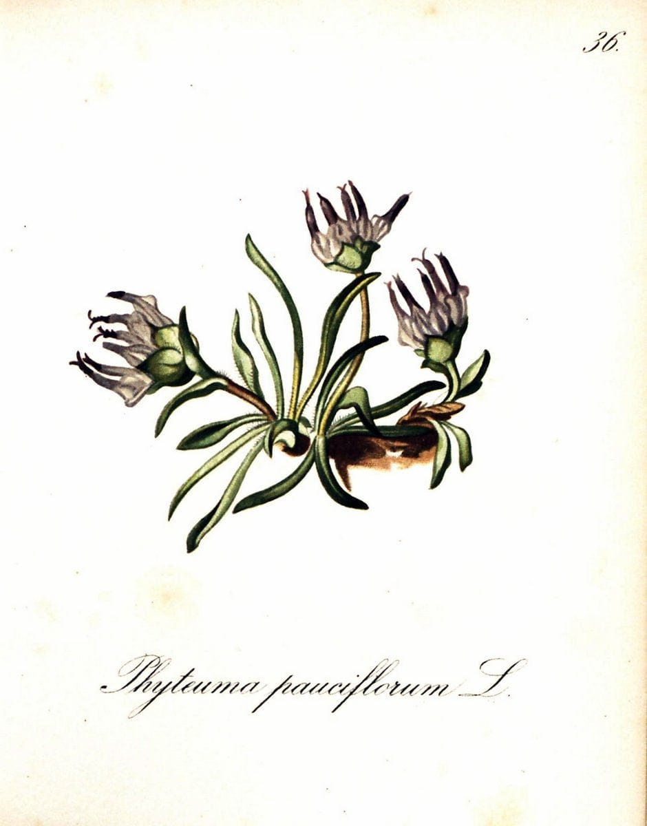Die Alpenpflanzen nach der Natur gemalt /.Prag :F. Tempsky,1879-1884. | Alps Botany "Mountain plants" "Pictorial works" "United States Geological Survey" | Vintage Print Reproduction 470290