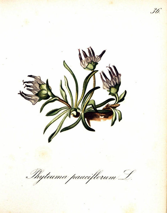 Die Alpenpflanzen nach der Natur gemalt /.Prag :F. Tempsky,1879-1884. | Alps Botany "Mountain plants" "Pictorial works" "United States Geological Survey" | Vintage Print Reproduction 470290