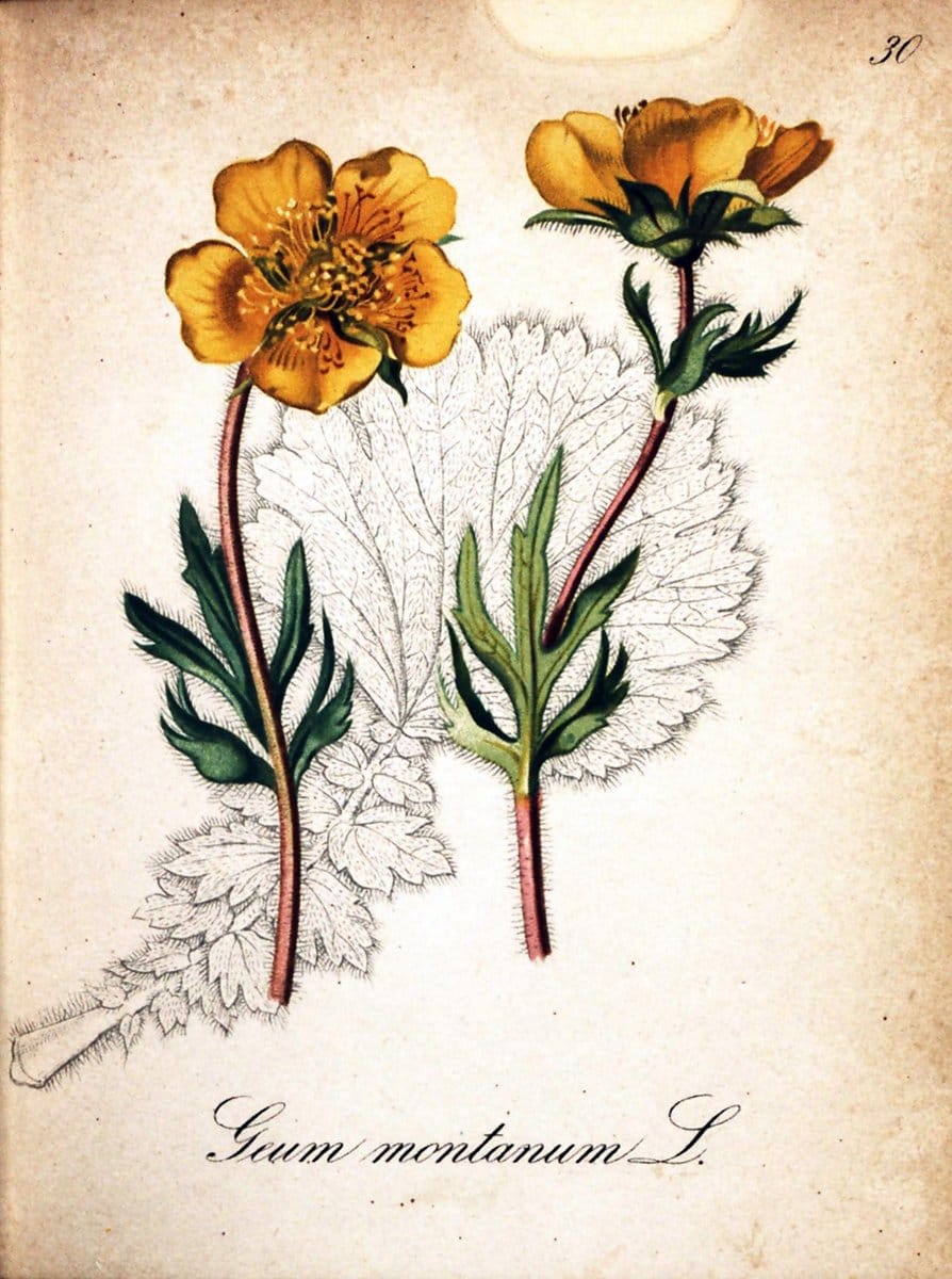 Die Alpenpflanzen nach der Natur gemalt /.Prag :F. Tempsky,1879-1884.  | Alps Botany "Mountain plants" "Pictorial works" "United States Geological Survey" | Vintage Print Reproduction 470291