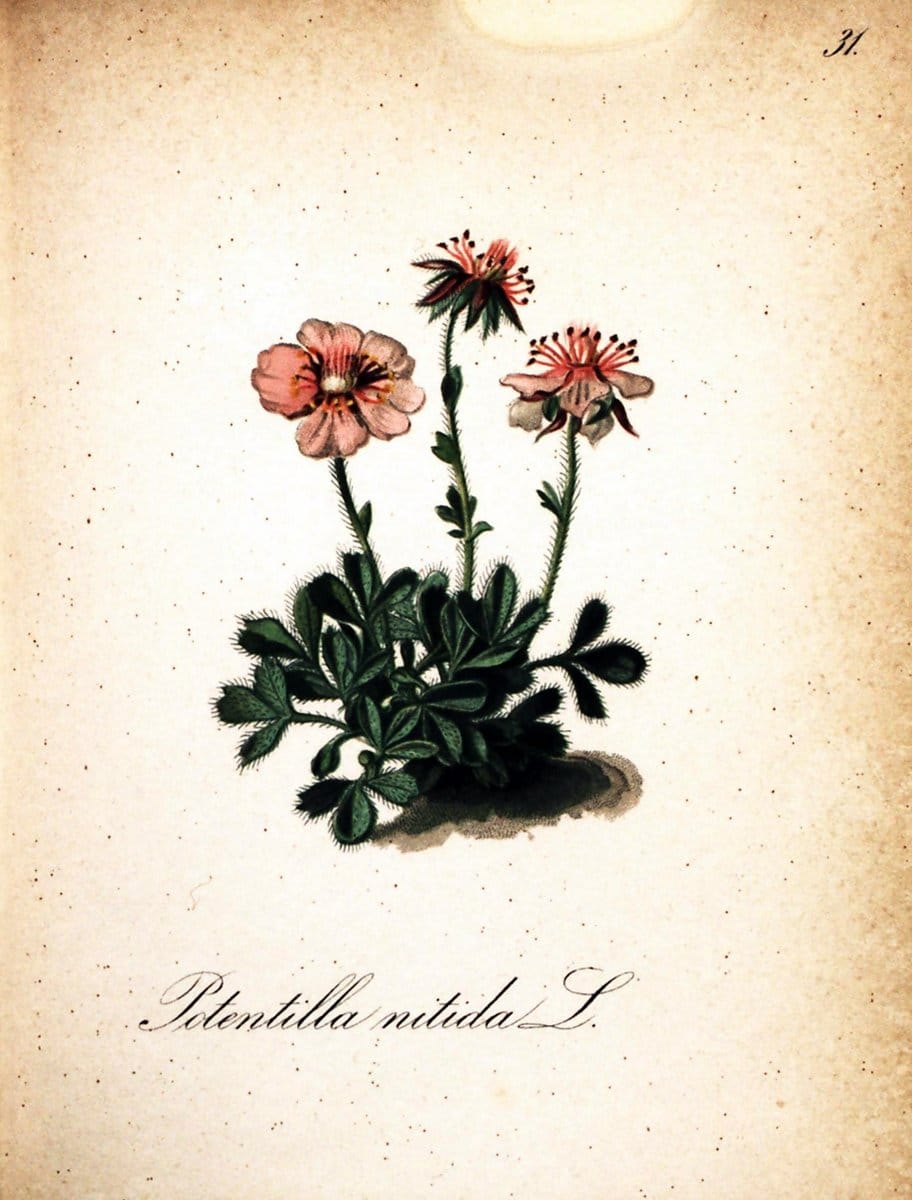 Die Alpenpflanzen nach der Natur gemalt /.Prag :F. Tempsky,1879-1884.  | Alps Botany "Mountain plants" "Pictorial works" "United States Geological Survey" | Vintage Print Reproduction 470292