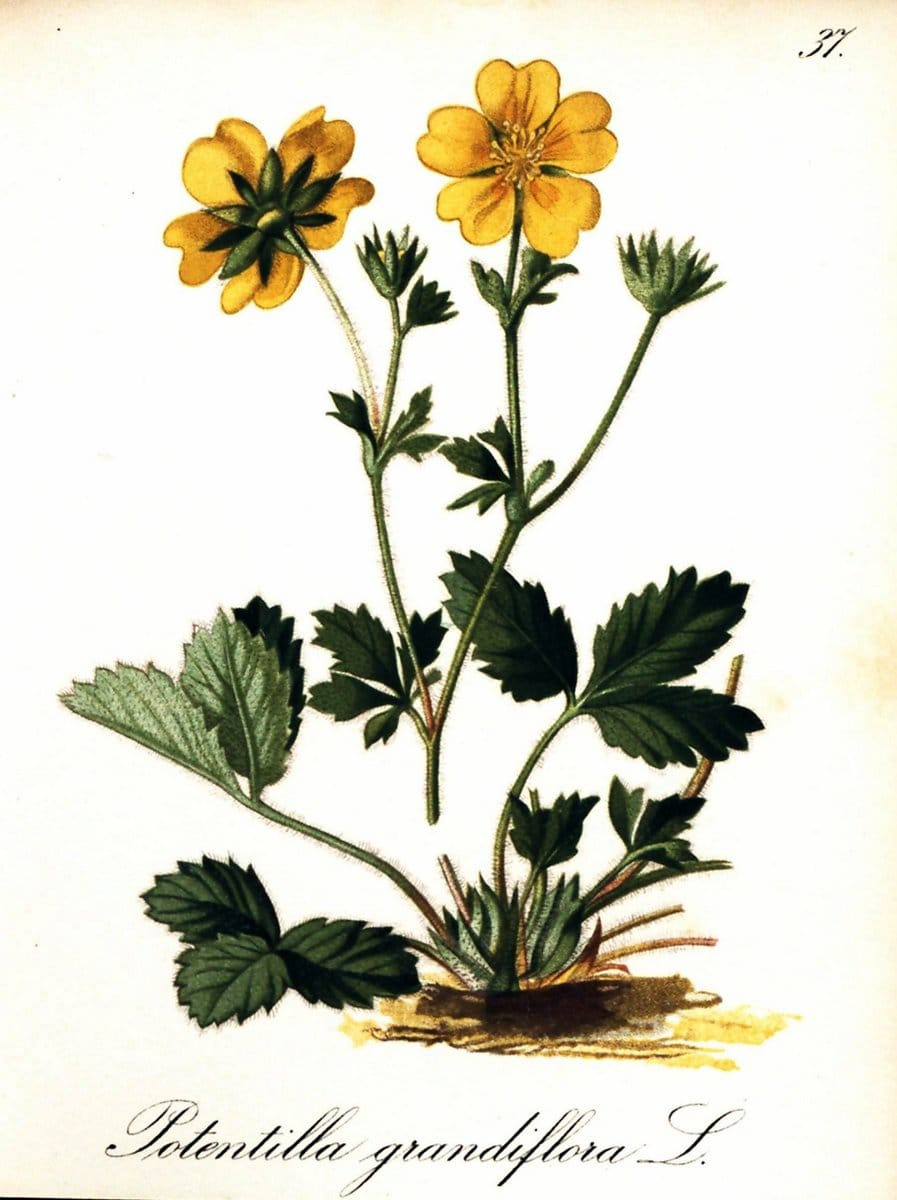 Die Alpenpflanzen nach der Natur gemalt /.Prag :F. Tempsky,1879-1884. | Alps Botany "Mountain plants" "Pictorial works" "United States Geological Survey" | Vintage Print Reproduction 470293
