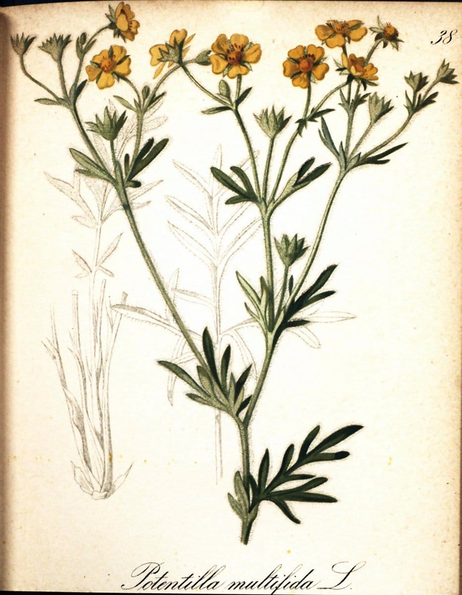 Die Alpenpflanzen nach der Natur gemalt /.Prag :F. Tempsky,1879-1884. | Alps Botany "Mountain plants" "Pictorial works" "United States Geological Survey" | Vintage Print Reproduction 470294