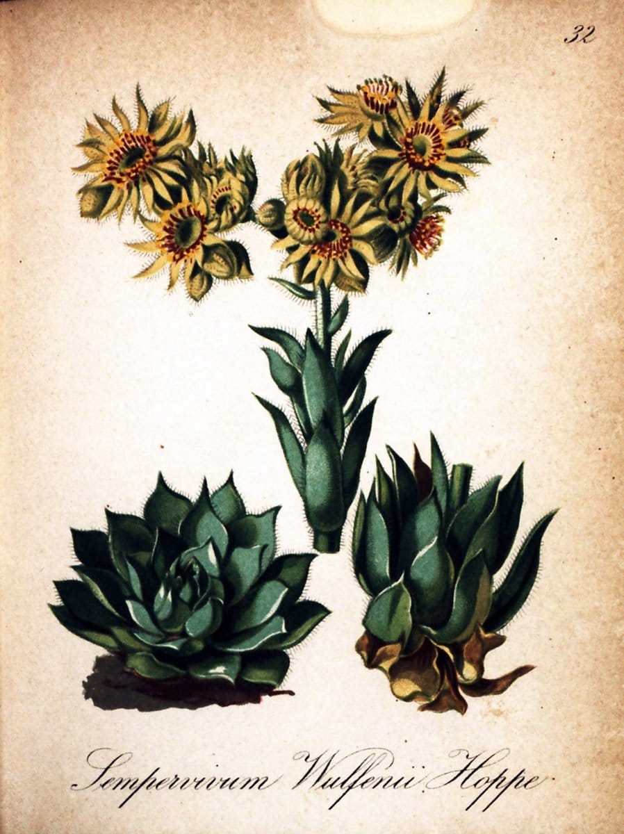 Die Alpenpflanzen nach der Natur gemalt /.Prag :F. Tempsky,1879-1884.  | Alps Botany "Mountain plants" "Pictorial works" "United States Geological Survey" | Vintage Print Reproduction 470295
