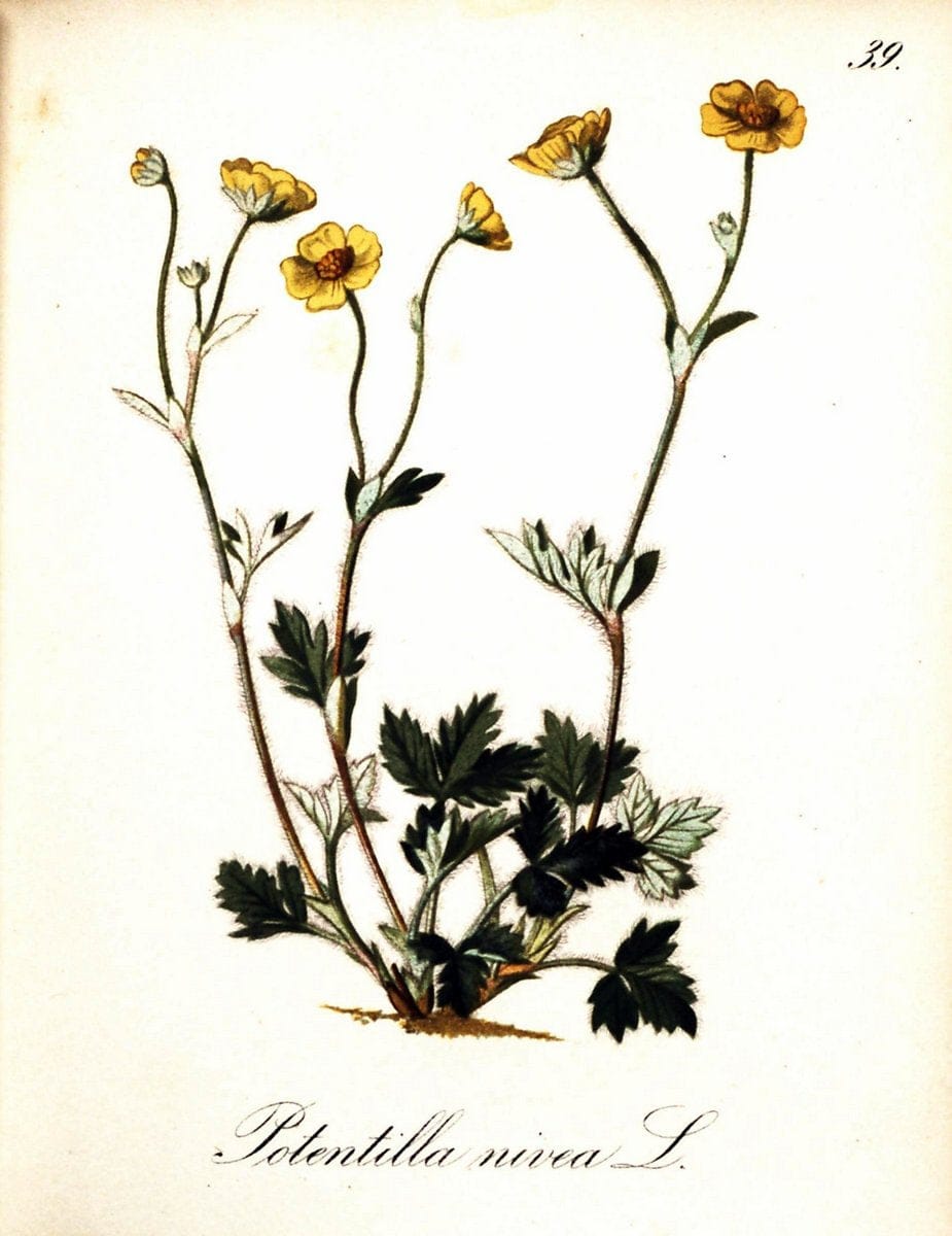 Die Alpenpflanzen nach der Natur gemalt /.Prag :F. Tempsky,1879-1884. | Alps Botany "Mountain plants" "Pictorial works" "United States Geological Survey" | Vintage Print Reproduction 470296