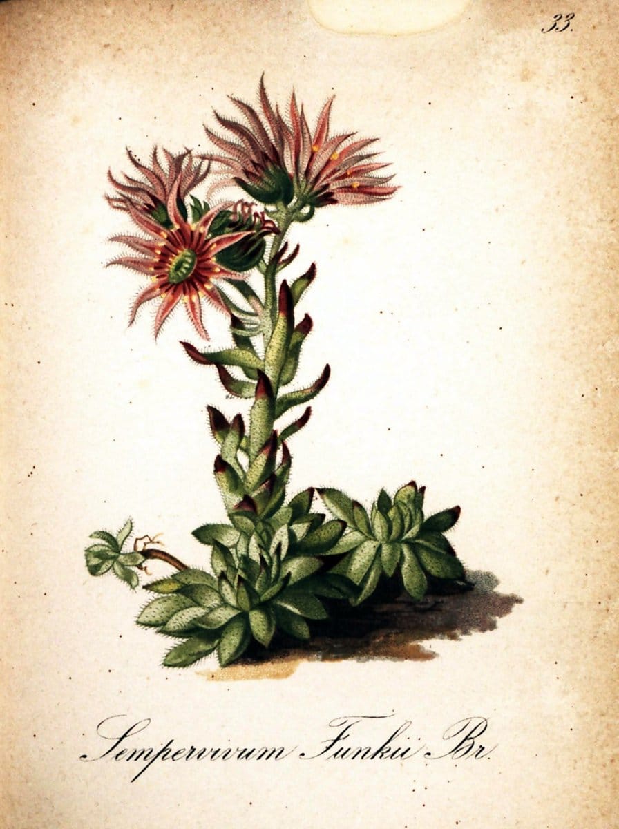 Die Alpenpflanzen nach der Natur gemalt /.Prag :F. Tempsky,1879-1884.  | Alps Botany "Mountain plants" "Pictorial works" "United States Geological Survey" | Vintage Print Reproduction 470297
