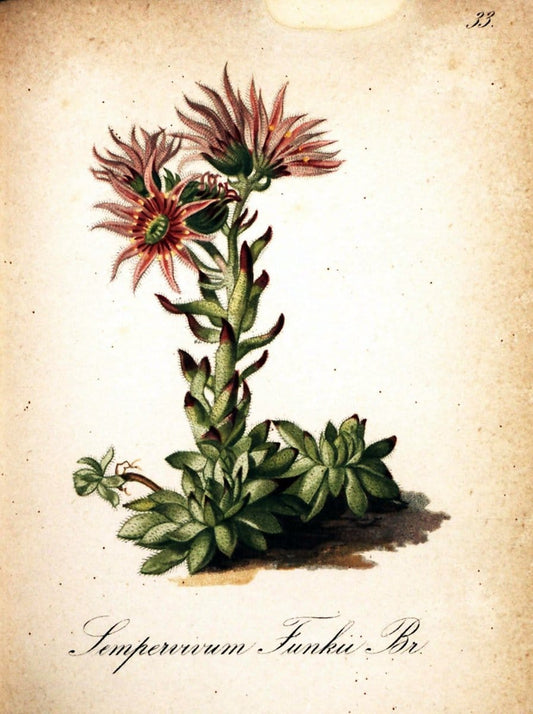 Die Alpenpflanzen nach der Natur gemalt /.Prag :F. Tempsky,1879-1884.  | Alps Botany "Mountain plants" "Pictorial works" "United States Geological Survey" | Vintage Print Reproduction 470297