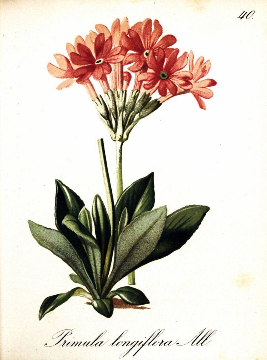 Die Alpenpflanzen nach der Natur gemalt /.Prag :F. Tempsky,1879-1884. | Alps Botany "Mountain plants" "Pictorial works" "United States Geological Survey" | Vintage Print Reproduction 470298