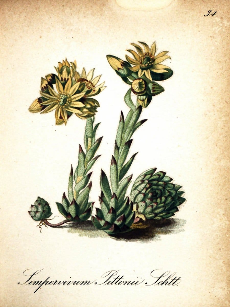 Die Alpenpflanzen nach der Natur gemalt /.Prag :F. Tempsky,1879-1884.  | Alps Botany "Mountain plants" "Pictorial works" "United States Geological Survey" | Vintage Print Reproduction 470299