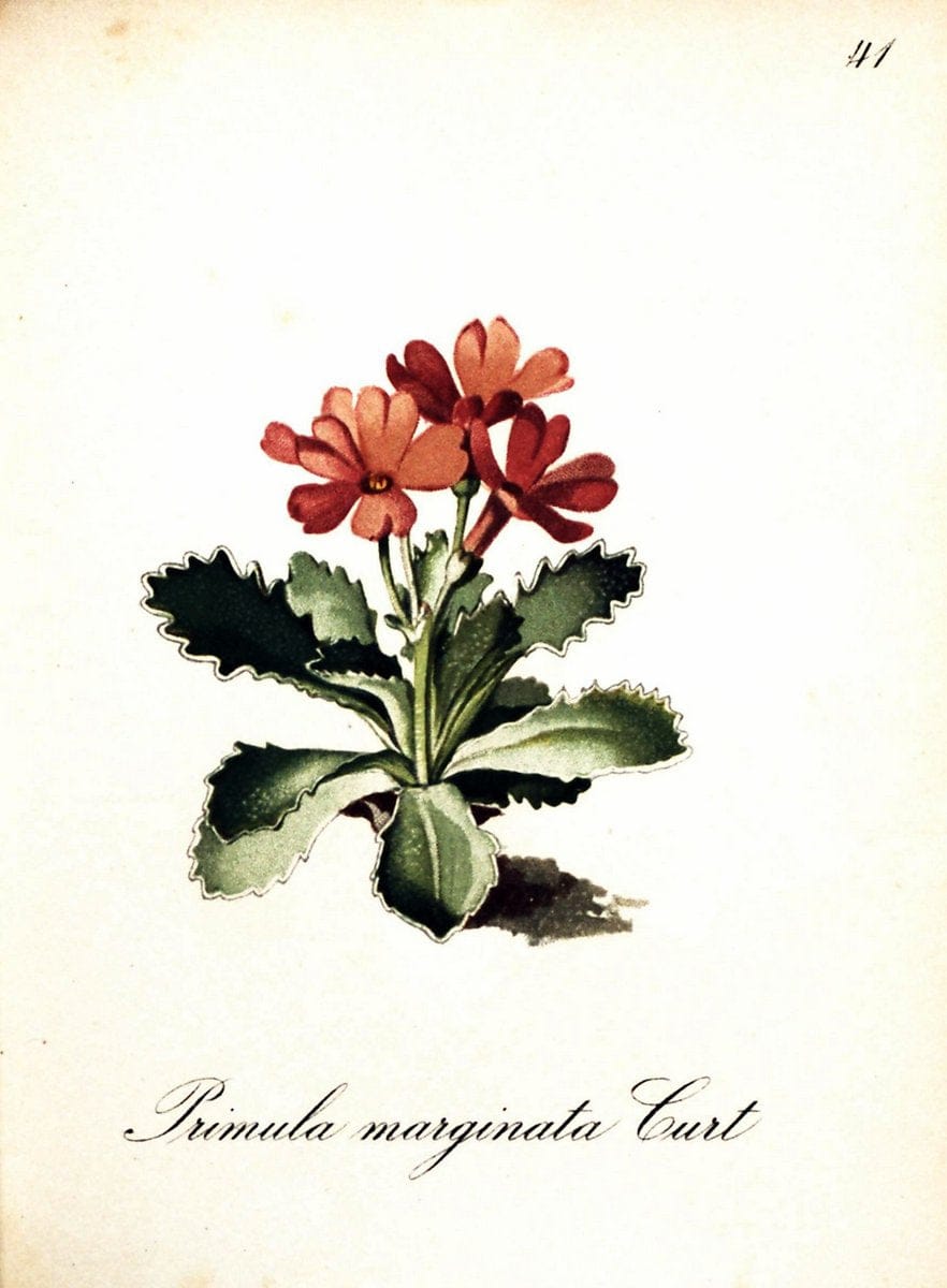 Die Alpenpflanzen nach der Natur gemalt /.Prag :F. Tempsky,1879-1884. | Alps Botany "Mountain plants" "Pictorial works" "United States Geological Survey" | Vintage Print Reproduction 470300