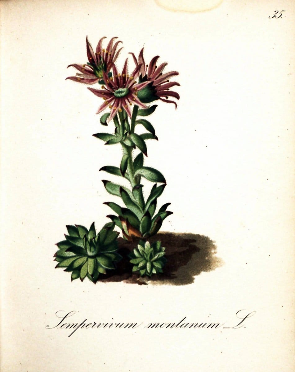 Die Alpenpflanzen nach der Natur gemalt /.Prag :F. Tempsky,1879-1884.  | Alps Botany "Mountain plants" "Pictorial works" "United States Geological Survey" | Vintage Print Reproduction 470301