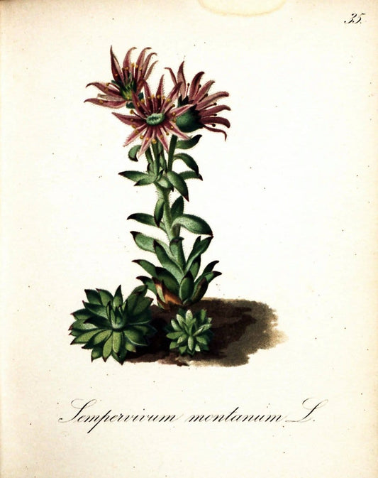 Die Alpenpflanzen nach der Natur gemalt /.Prag :F. Tempsky,1879-1884.  | Alps Botany "Mountain plants" "Pictorial works" "United States Geological Survey" | Vintage Print Reproduction 470301