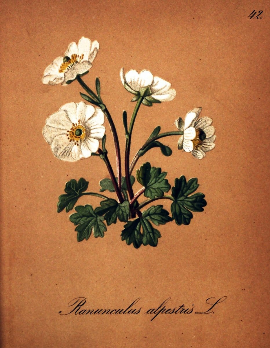Die Alpenpflanzen nach der Natur gemalt /.Prag :F. Tempsky,1879-1884. | Alps Botany "Mountain plants" "Pictorial works" "United States Geological Survey" | Vintage Print Reproduction 470302