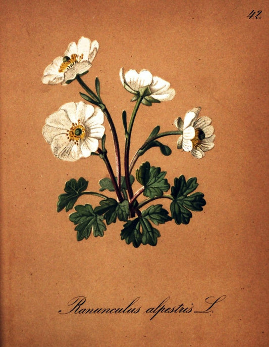 Die Alpenpflanzen nach der Natur gemalt /.Prag :F. Tempsky,1879-1884. | Alps Botany "Mountain plants" "Pictorial works" "United States Geological Survey" | Vintage Print Reproduction 470302