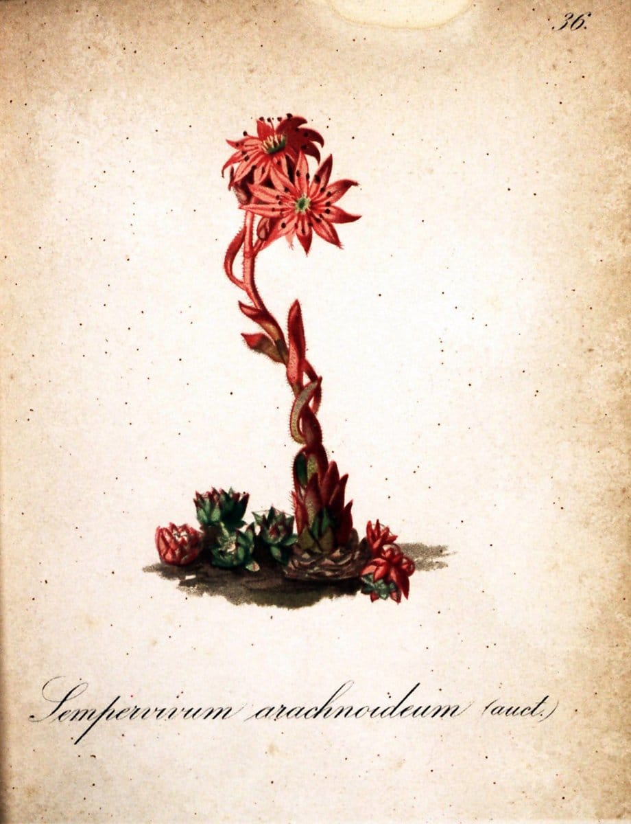 Die Alpenpflanzen nach der Natur gemalt /.Prag :F. Tempsky,1879-1884.  | Alps Botany "Mountain plants" "Pictorial works" "United States Geological Survey" | Vintage Print Reproduction 470303
