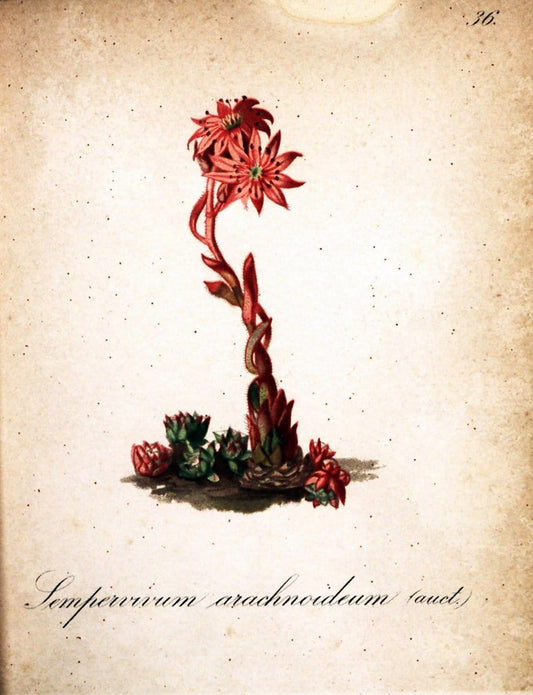 Die Alpenpflanzen nach der Natur gemalt /.Prag :F. Tempsky,1879-1884.  | Alps Botany "Mountain plants" "Pictorial works" "United States Geological Survey" | Vintage Print Reproduction 470303