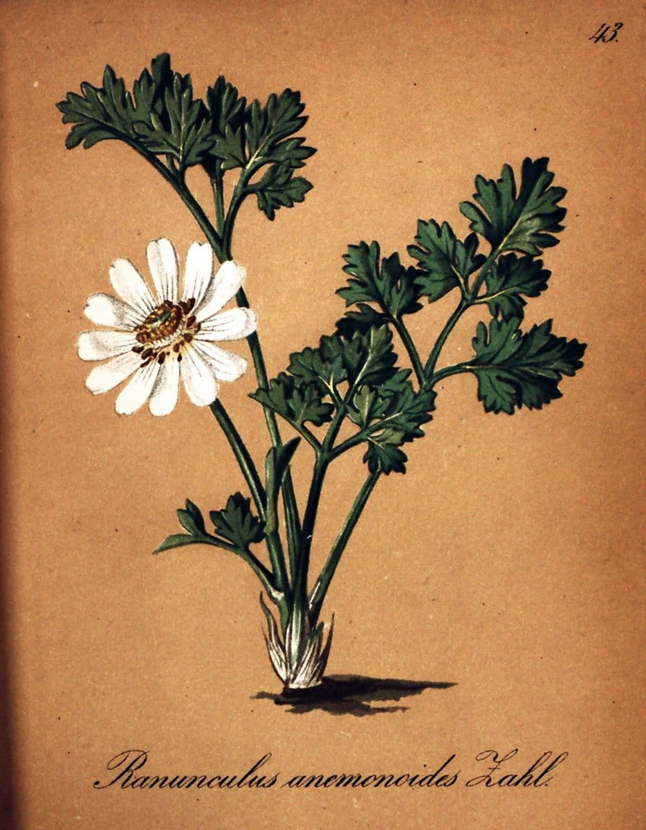 Die Alpenpflanzen nach der Natur gemalt /.Prag :F. Tempsky,1879-1884. | Alps Botany "Mountain plants" "Pictorial works" "United States Geological Survey" | Vintage Print Reproduction 470304